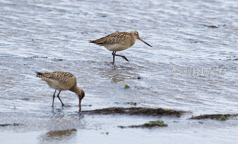 在冬季羽毛的Bar Tailed Godwit (Limosa lapponica)